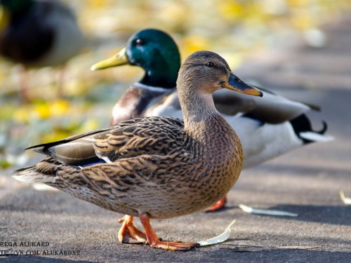 Огромная очередь образовалась в Барнауле за разрешениями на охоту