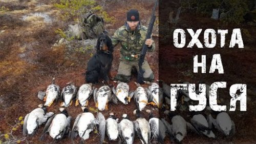 Охота на гуся Весна.манки.Охота 2020.RCC.CallOfHunt.