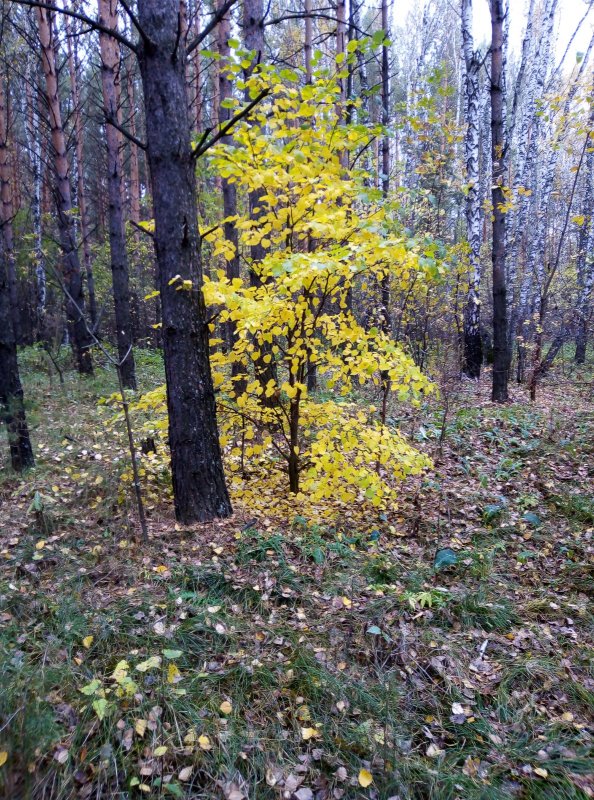 Осень