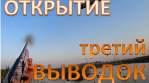 Начало охотничьего сезона Третья кладка у уток. The beginning of the hunt The third clutch of ducks
