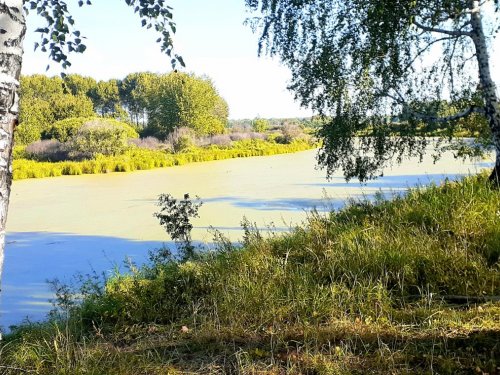На старице.