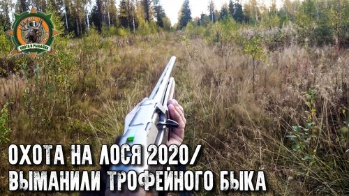 Охота на лося 2020/Трофейный бык/Вабим лося на гону