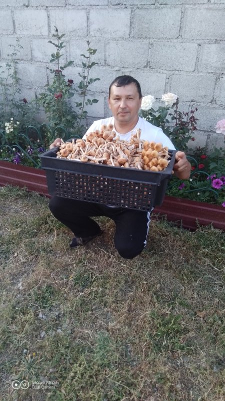 Дары леса