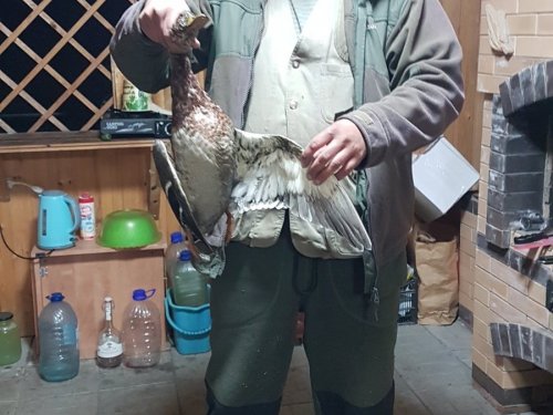 Кряк особенного ценый