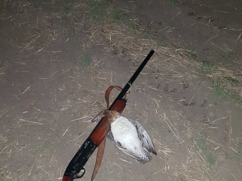 Вечерка