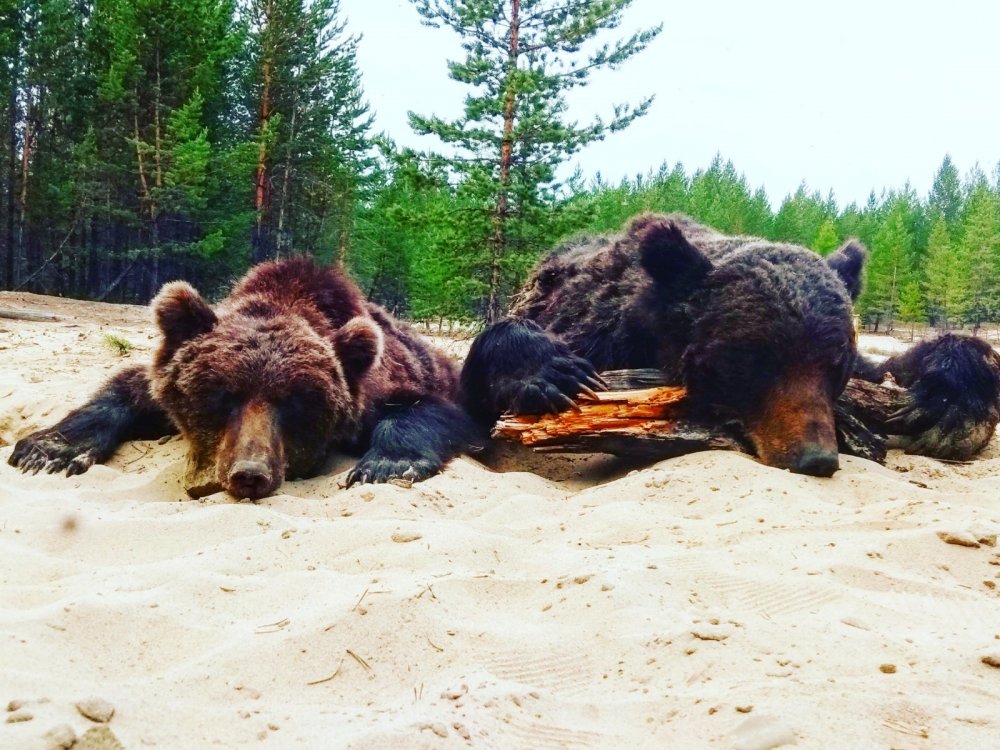 Трофей Зачётный.