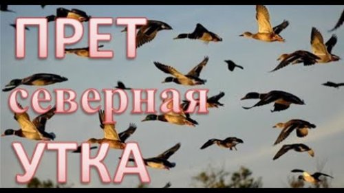 Полетела северная утка. Огромные стаи, летят друг за другом Huge flocks, flying one after another