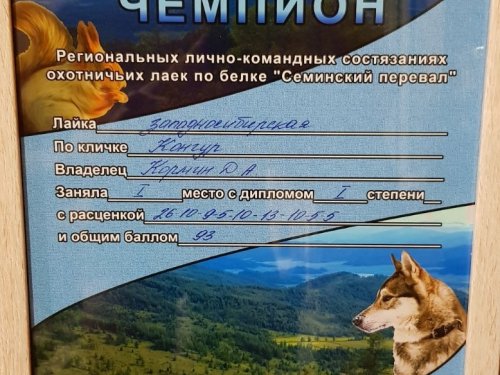 Чемпион Региональных лично-командных состязаний охотничьих лаек по белке "Семинский перевал" ЗСЛ Конгур вл. Кормин Д.А