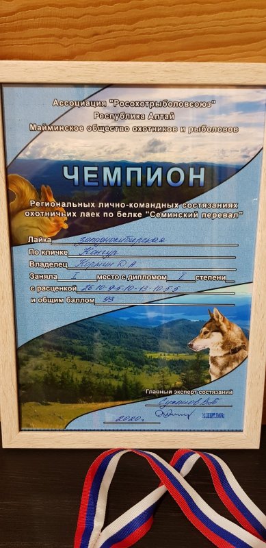 Чемпион Региональных лично-командных состязаний охотничьих лаек по белке "Семинский перевал" ЗСЛ Конгур вл. Кормин Д.А