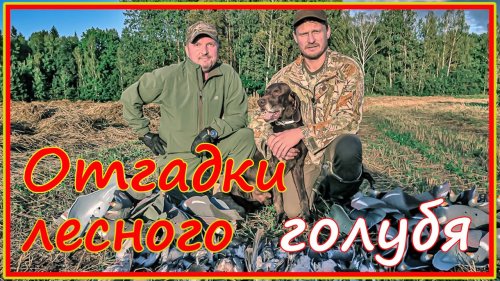 Охота на вяхиря с чучелами - продолжение, ответы на вопросы, которые задало утро.