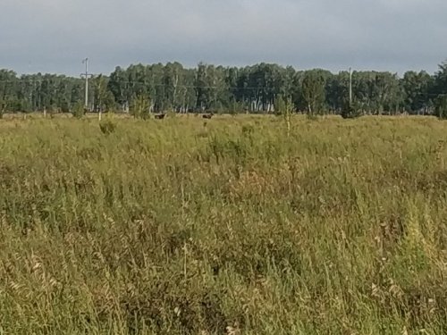 Охота на перепела...)))