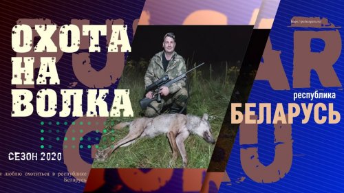 Охота на волка в беларуси во время пандемии, выборов и нескошенной травы
