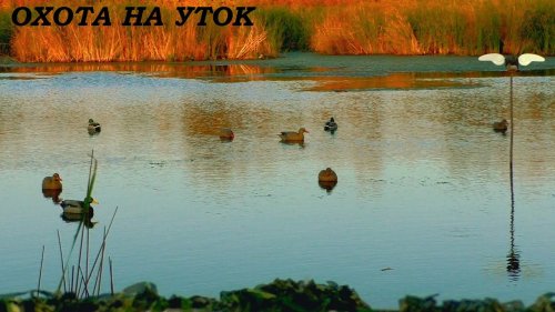 Охота на уток с махокрылами и чучелами. Никогда не делайте НА ОХОТЕ так, как они... / MAX HUNTER