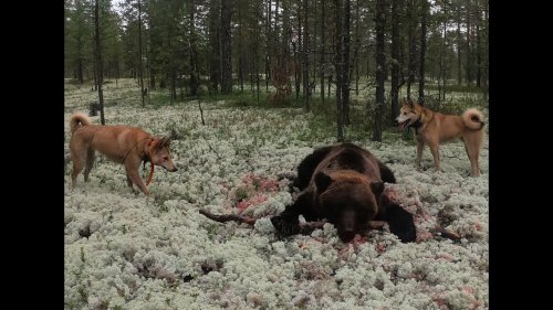 Поход в тайгу.  4 серия.