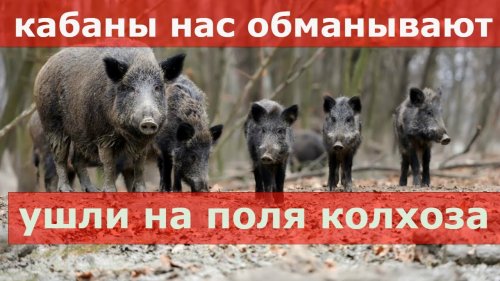 Охота на овсах.