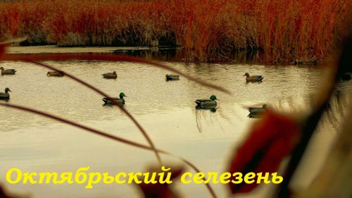 Охота на уток 20.10.20. Октябрьский селезень / MAX HUNTER