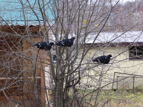 Косачи прилетели )))