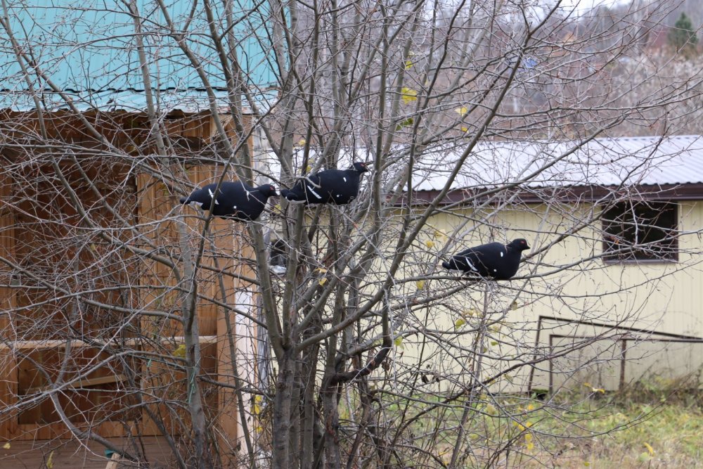 Косачи прилетели )))
