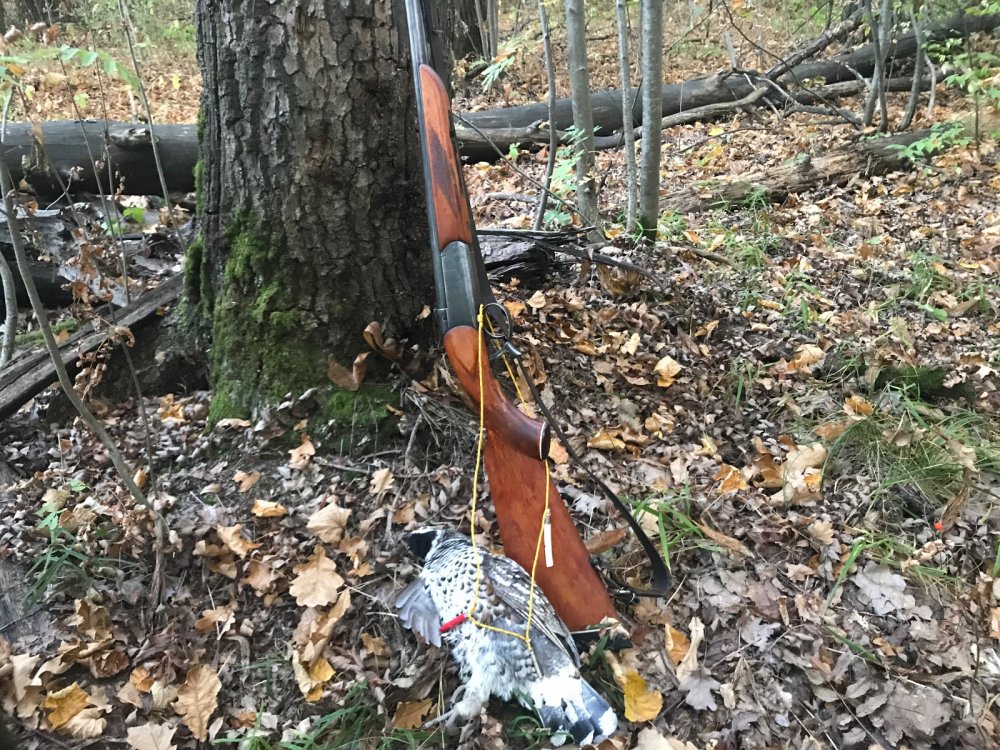 Иж 17