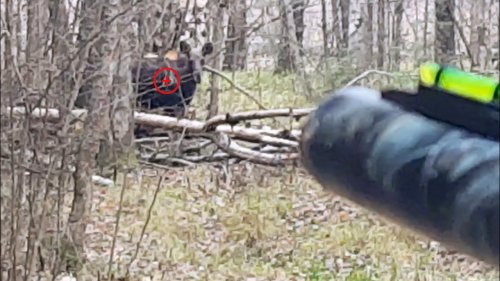 Охота на лося с подхода.