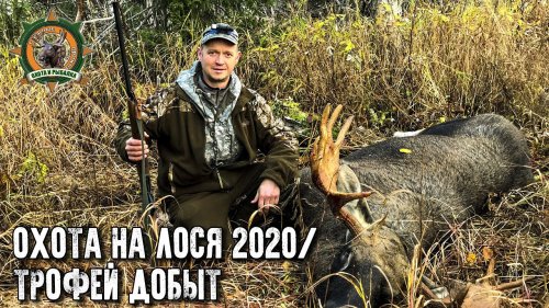 Охота на лося 2020/Добыли трофейного быка/Лицензия закрыта