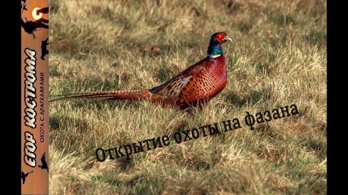 Открытие охоты на фазана. Сезон 2020г.