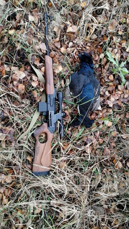 Березовик
