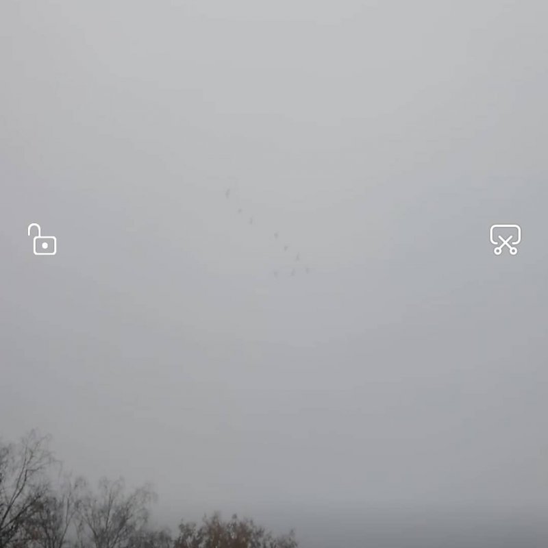 Гуси