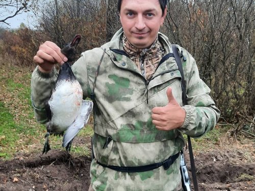 Пошёл пролёт северной утки