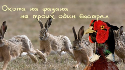 Охота на фазана. Выстрел на троих.