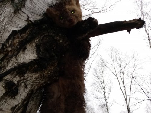 Кот