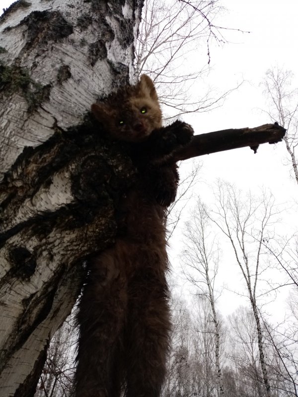 Кот