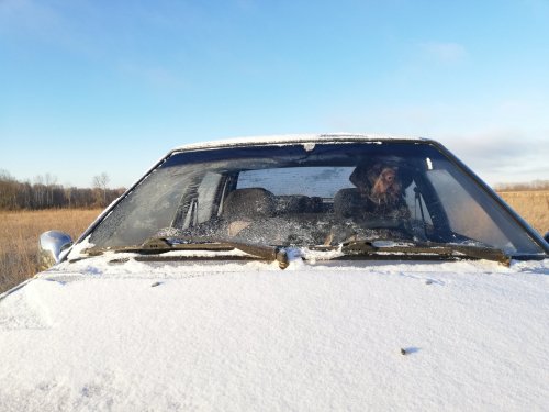 Дал порулить)