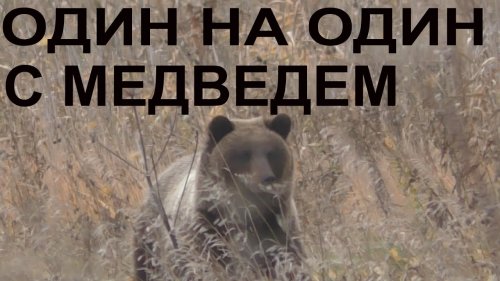 Один на один против медведя