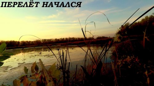 ЭТО ЛУЧШАЯ ОХОТА СЕЗОНА!!! ПЕРЕЛЕТ НАЧАЛСЯ!!! ОХОТА НА УТОК 2020 / MAX HUNTER