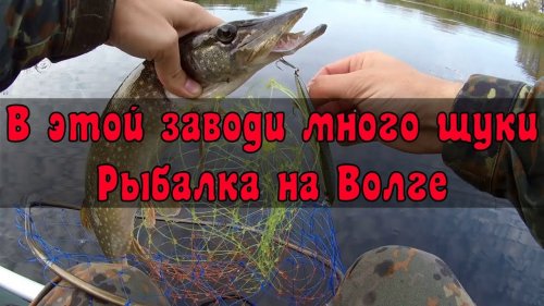 В этой заводи много щуки. Рыбалка на Волге