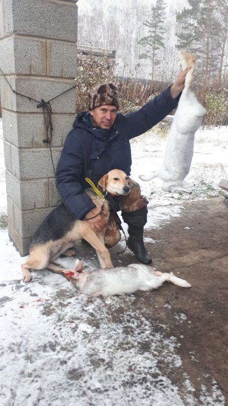 С охоты с РУССКИМИ ГОНЧИМИ