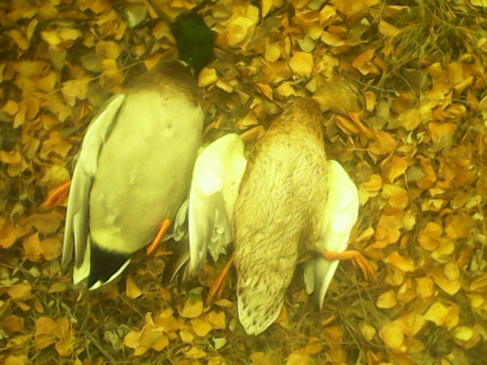 17.10.20,-с подхода.