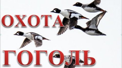 Охота на гоголя, отличные налеты. Gogol hunting, excellent raids