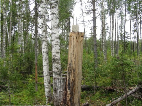 Солонец