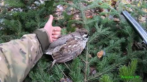 Как добыть рябчика или охота в трусах и сапогах!