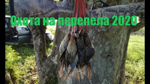 Охота на перепела с Бретонским эпаньолем. Сентябрь 2020 Quail hunt with puppies of the Brittany dog.