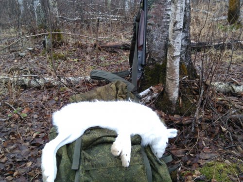 Опять погода подвела белобрысых..
