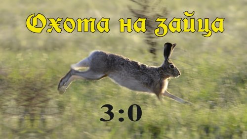Охота на зайца. Обычный день