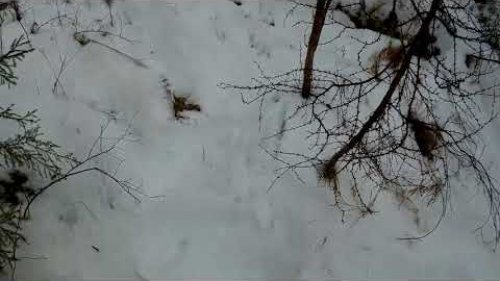 Охота на рябчика с лайкой и ТОЗ 34Р!