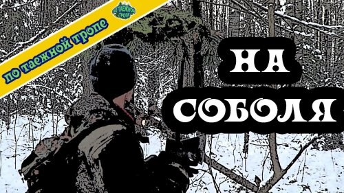 Соболь. Таежный промысел. Охота.