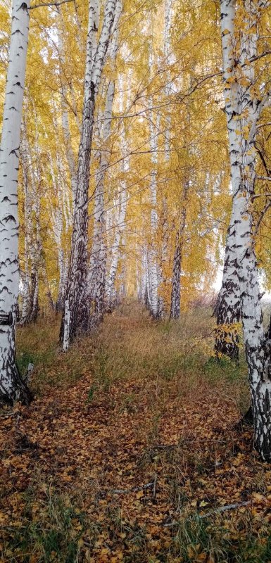 осень
