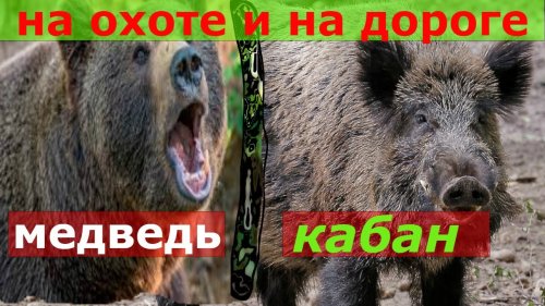 Нападения кабана и медведя