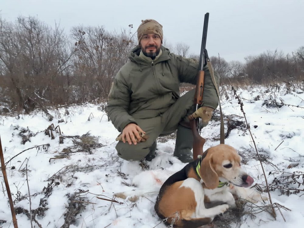 Бигль, выгнал зайца но не много испортил кадр))