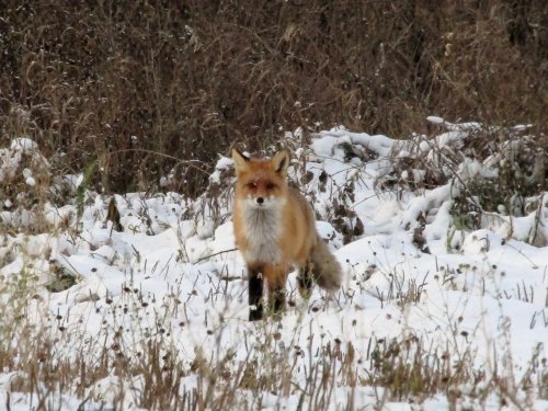 Напарница.